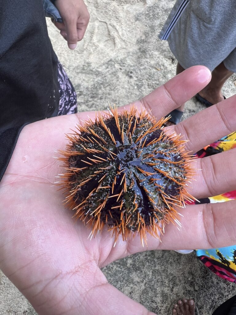 Sea Urchin Experience in Puerto Galera